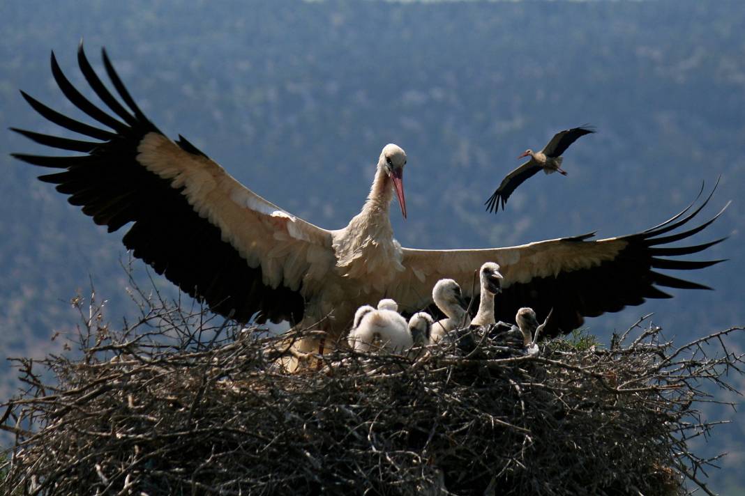 Beyşehir’de gezilecek yerler nelerdir? 25